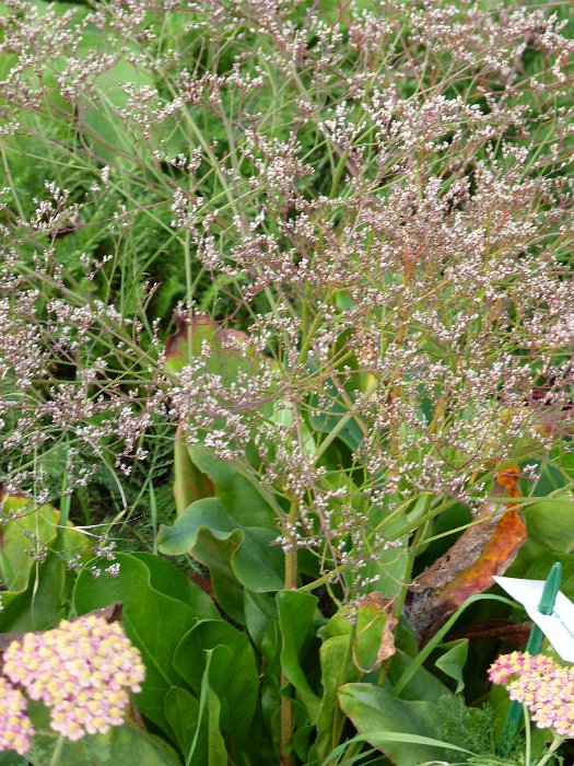 Limonium sinuatum